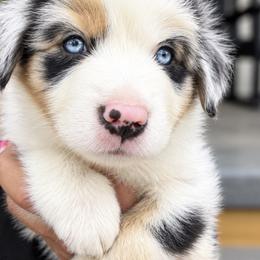 Miniature American Shepherd Puppies from Melissa Medina