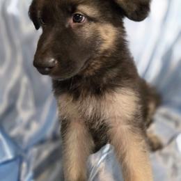 Light Blue Boy - Black and silver male Shiloh Shepherd puppy in Dover, Florida from Heritage Shilohs