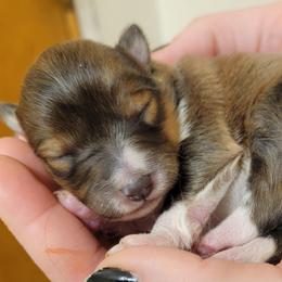 Chili - Sable and white female Shetland Sheepdog puppy in Kaycee, Wyoming from Heavenly Shelties
