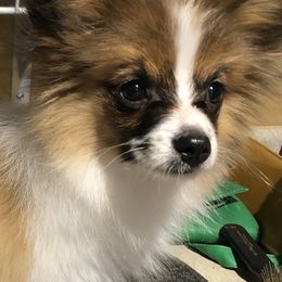 Papillons and Pomeranians from Mama's Pride Poms and Paps