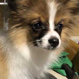 Papillons and Pomeranians from Mama's Pride Poms and Paps