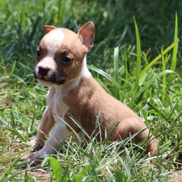 Otter - Red male American Staffordshire Terrier puppy in Guilford County, North Carolina from Explicit Kennel