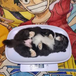 Beauty - Black female Pomeranian puppy in Albany, New York from K&A Little Wonder's