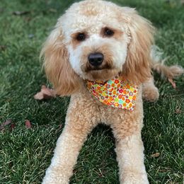 Goldendoodles from Yankee Doodles