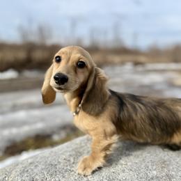 Miny 4500dollars - Cream male Dachshund puppy in Crystal, Michigan from Mare-bella Dachshunds