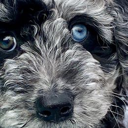 Cockapoo, Goldendoodle, and Aussiedoodle Puppies from Dare to Doodle
