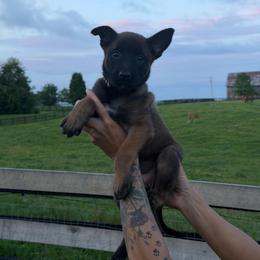 Boy 3 - Mahogany male Belgian Malinois puppy in Paris, Kentucky from Z Domu Niedzwiedzia Malinois