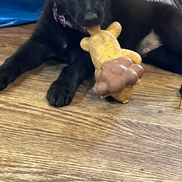 German Shepherd Puppies from High Tide German Shepherds