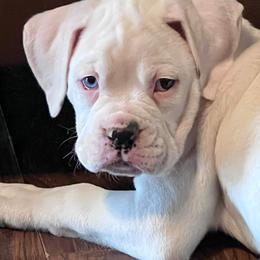 Boy 1 - White male Boxer puppy in Prestonsburg, Kentucky from Bre’s Boxers