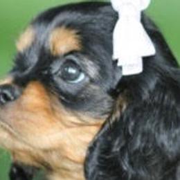 Cavalier King Charles Spaniels from Castle Rock Cavaliers