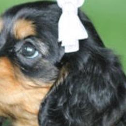 Cavalier King Charles Spaniels from Castle Rock Cavaliers