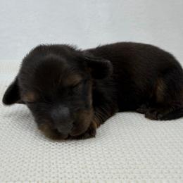 Bon Jovi - Red male Dachshund puppy in Pulaski, Tennessee from Billboard Doxies