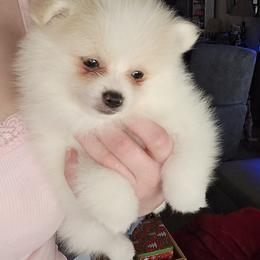 Pomeranian Puppies from Tiny treasures