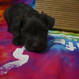 Benny - Liver male Miniature Schnauzer puppy in Dickson, Tennessee from Surely Blessed Mini Schnauzers