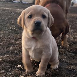 Connie - Yellow female Labrador Retriever puppy in Alcester, South Dakota from R-Team