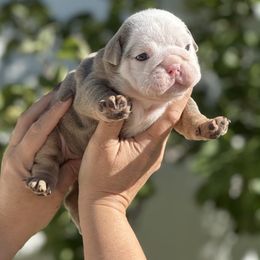 Blue collar male - Lilac tri-color male Bulldog puppy in Oxnard, California from Pech Family Bulldogs