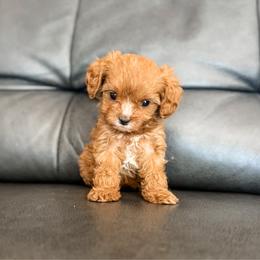 Maple - Red female Cavapoo puppy in Saint George, Utah from Fitzdoodles