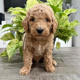 Grey - Apricot male Goldendoodle puppy in Bakersfield, California from Lavish Doodles