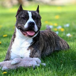 Lucius - American Staffordshire Terrier
