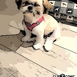 Lemon Pie - Shih Tzu