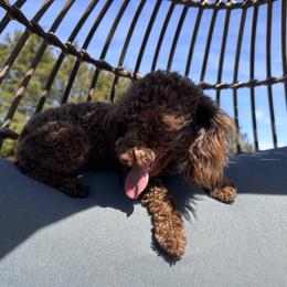 Freddy - Poodle