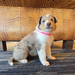 Pink - Blue merle female Collie puppy in Edgar, Wisconsin from Pond View Collies