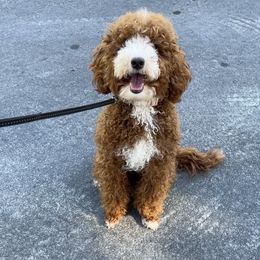 Lisa Ray - Goldendoodle