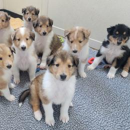 Collie Puppies from Garlind Ridge Collies