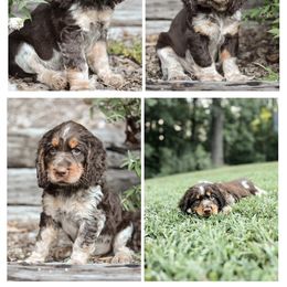 English Springer Spaniel Puppies from Hidden Valley Springers