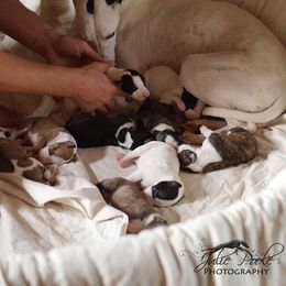 Whippet Puppies from Aperture Whippets