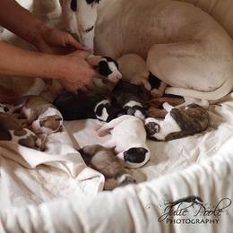 Whippet Puppies from Aperture Whippets