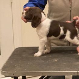 Brittany Puppies from Hellfinger Bird Dogs