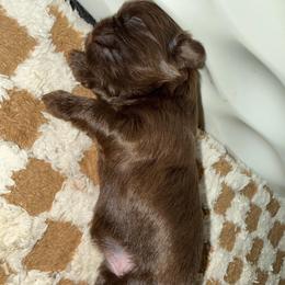 Apollo - Lilac male Shih Tzu puppy in Ocean Springs, Mississippi from Wood Foo Breeders