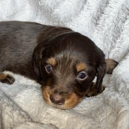 Chocolate Male 1 - Chocolate and tan male Dachshund puppy in Charlotte, Michigan from Blue Diamond Danes