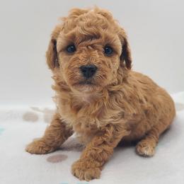 Maple - Apricot female Poodle puppy in Kannapolis, North Carolina from Carolina Great Danes & Toy Poodles