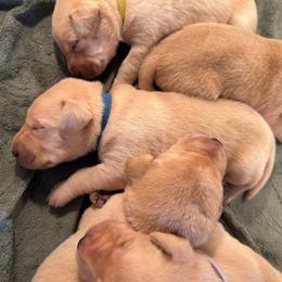 Ridge - Yellow male Labrador Retriever puppy in Rock Hill, South Carolina from North Star Retrievers