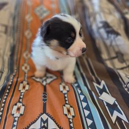 Black collar - Black and tan male Pembroke Welsh Corgi puppy in Fallon, Nevada from Fuzzy Butt Corgies