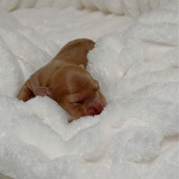 Ozzy - Cream male Dachshund puppy in San Diego, California from Enchantables