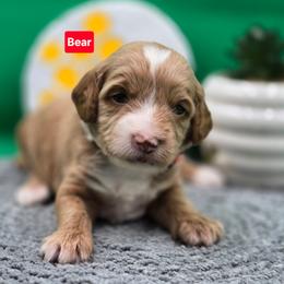 Bear - Apricot male Goldendoodle puppy in Summerville, South Carolina from Channys Doodles