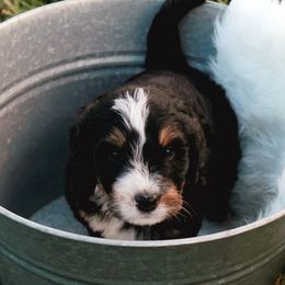 Bernedoodles, Bernese Mountain Dogs, and Goldendoodles from Stony Meadow Puppies