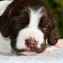Mario - Liver and white male Brittany puppy in Hollidaysburg, Pennsylvania from Royal Flush Farms