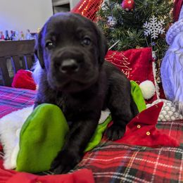 Labrador Retriever Puppies from Starfire Labradors