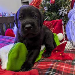 Labrador Retriever Puppies from Starfire Labradors
