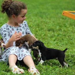 Rat Terriers from Spring Hill Rat Terriers