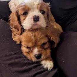 Cavalier King Charles Spaniels from Cavalier Court Pups