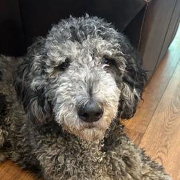 Milo - Goldendoodle