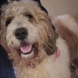 Dolly mae - Red and white female Saint Berdoodle puppy in Castle Rock, Washington from PNW Saint Berdoodles