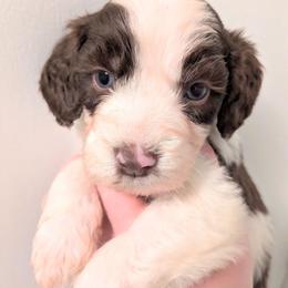 Rocky - Brown and white male Aussiedoodle puppy in Pamplin, Virginia from Hope & Joy Acres