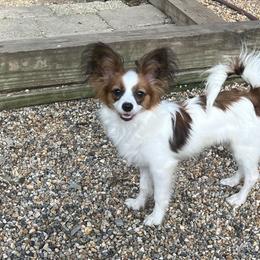 Scarlett - Papillon