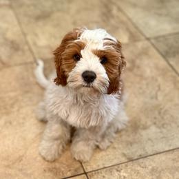 Scout - Blenheim male Cavapoo puppy in Bountiful, Utah from PJs Puppy Love